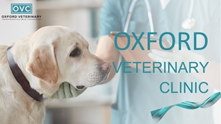 Everything You Need To Know About Veterinarians,