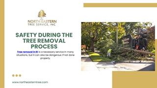 Safety During the Tree Removal Process,Online HTML PPT displaying platform