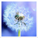 ortopedia365comes PPT making software